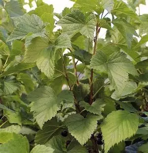 Blackcurrant Leaf image